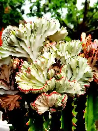 镇宅最灵的三种花(排名第一镇宅花)插图10