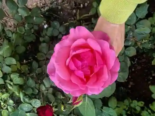 蚂蚁庄园今天的答题(蚂蚁庄园今日正确答案怎么获得)插图3