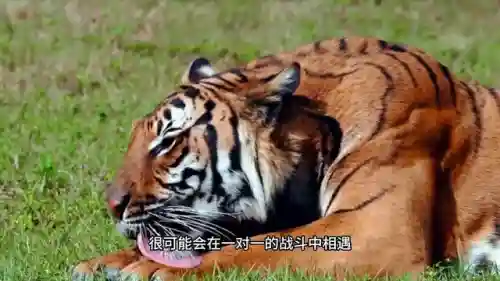 动物大战最强阵容搭配图(动物自走棋阵容推荐)插图2