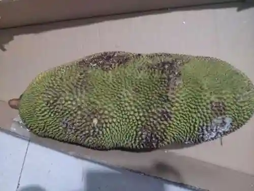 快刀切水果(水果忍者现在叫什么)插图3