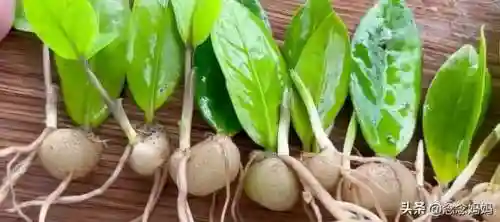 植物大战僵尸叶子阵容搭配(植物僵尸最强阵容)插图1