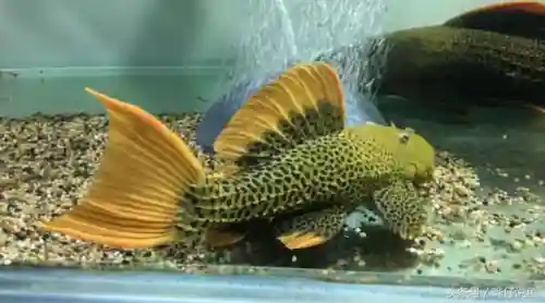怪怪水族箱鱼类介绍(怪怪水族馆所有生物图鉴)插图5