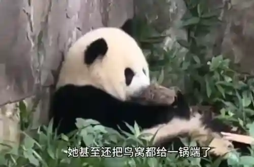 疯狂小鸟出击阵容搭配(全民鸟将后期阵容搭配推荐)插图37