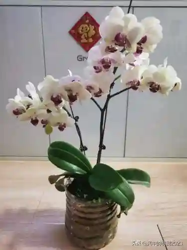 绿熊最强阵容搭配(黑白双熊时期灰熊阵容)插图6