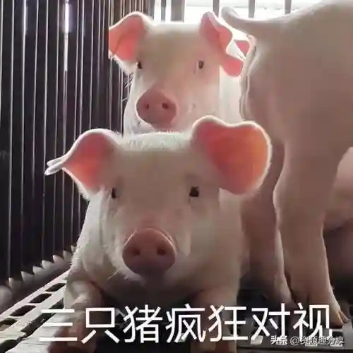 40个顶级搞笑笑话(积极向上正能量的幽默笑话)插图32