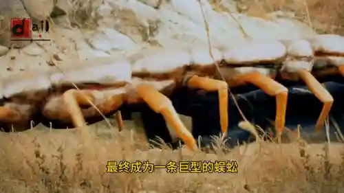 巨兽岛怎么去-(如何去巨龙群岛)插图2
