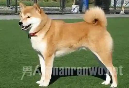 狗狗品种大全(狗狗品种识别软件)插图7