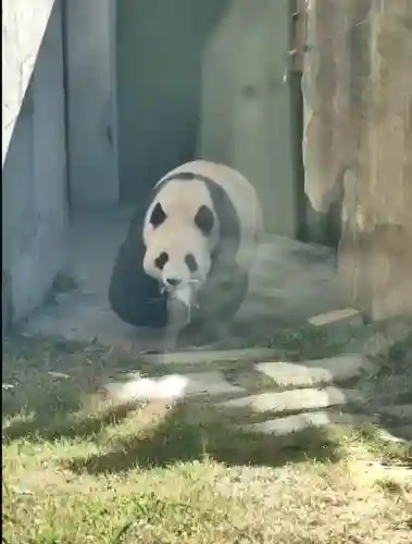 疯狂小鸟出击阵容搭配(全民鸟将后期阵容搭配推荐)插图38