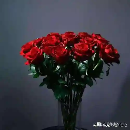 传奇红玫瑰搭配阵容图片(传奇红玫瑰花介绍)插图3