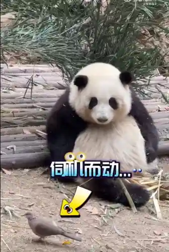 疯狂小鸟出击阵容搭配(全民鸟将后期阵容搭配推荐)插图7