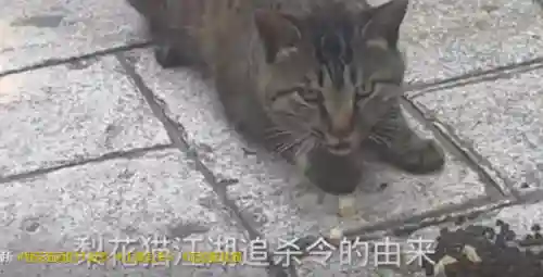 赏金猎人猫咪阵容搭配(赏金猎人阵容怎么运营)