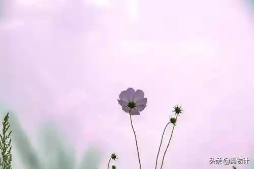 最近很火的歌曲(网络最红的二十首歌曲)插图7
