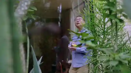仙人掌最新阵容搭配(种仙人掌用什么土最好)插图36