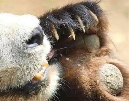大熊猫的资料(三年级写熊猫300字优秀)插图11