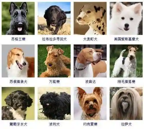 宠物狗的品种及价格图片大全(十大适合家养的狗)插图4