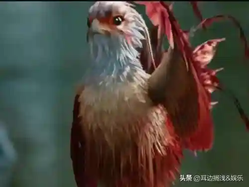 呆萌凤凰阵容装备搭配(萌将风云阵容搭配)插图2