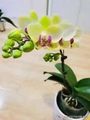 绿熊最强阵容搭配(黑白双熊时期灰熊阵容)插图2