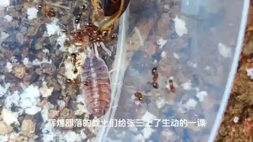 蚂蚁大战游戏推荐阵容搭配(蚂蚁战争游戏)插图1