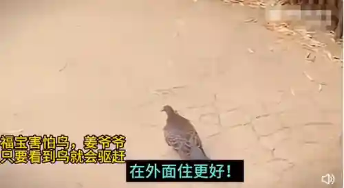 疯狂小鸟出击阵容搭配(全民鸟将后期阵容搭配推荐)插图27
