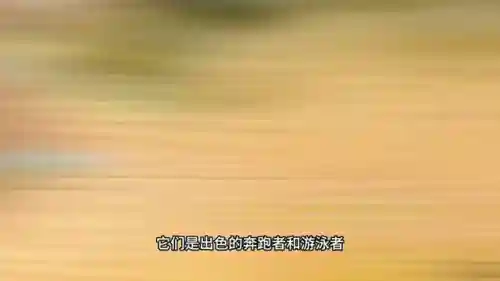 动物大战最强阵容搭配图(动物自走棋阵容推荐)