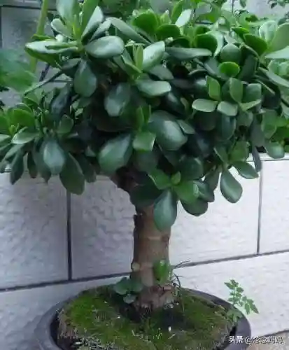 植物大战僵尸叶子阵容搭配(植物僵尸最强阵容)插图2