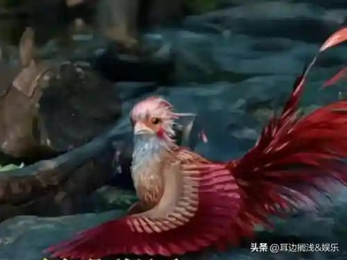 呆萌凤凰阵容装备搭配(萌将风云阵容搭配)插图1