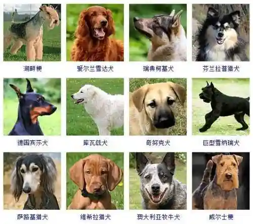 宠物狗的品种及价格图片大全(十大适合家养的狗)插图7