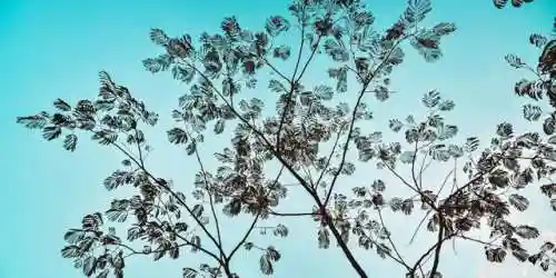 火炬之光2漂泊者怎么加点(火炬之光2单机最厉害的职业)插图1