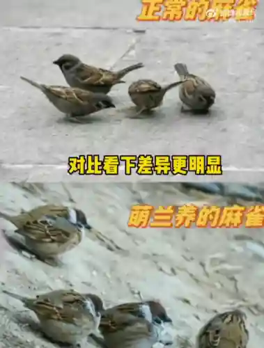 疯狂小鸟出击阵容搭配(全民鸟将后期阵容搭配推荐)插图15