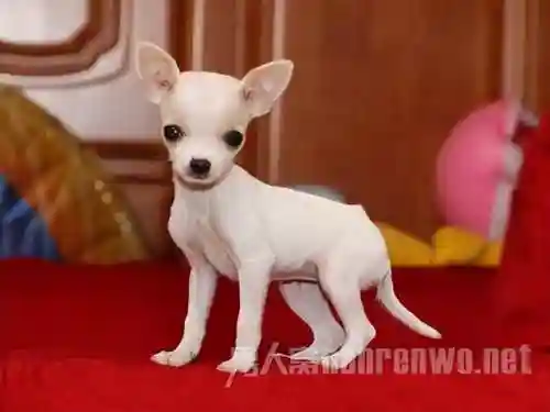 狗狗品种大全(狗狗品种识别软件)插图5