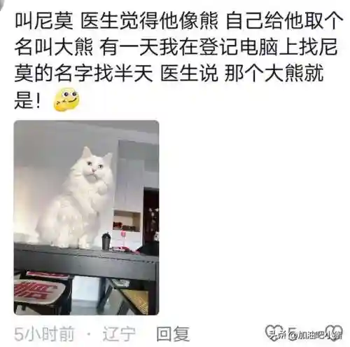 猫咪最新永久地域网名(猫咪的最新网名自动跳转)插图19 猫咪最新永久地域网名(猫咪的最新网名自动跳转)插图19