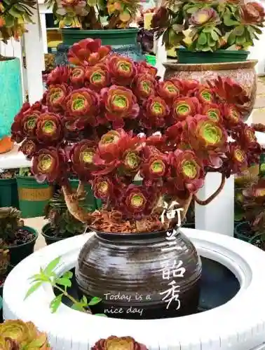 法师最牛最霸气名字(一眼就看出是玩法师的ID)插图1