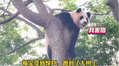 疯狂小鸟出击阵容搭配(全民鸟将后期阵容搭配推荐)插图28