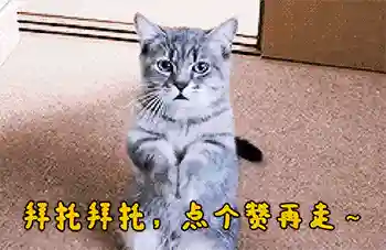 12种最适合懒人养的狗狗(十大适合懒人养的宠物)插图4