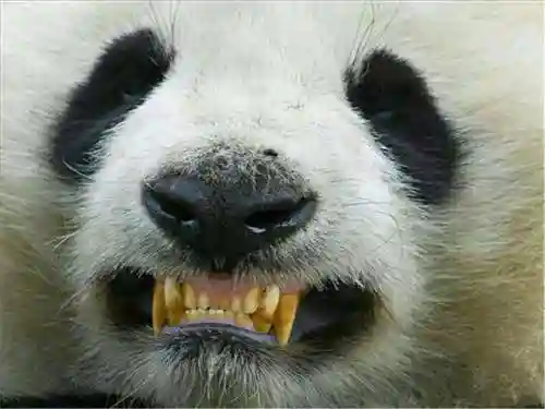大熊猫的资料(三年级写熊猫300字优秀)插图7