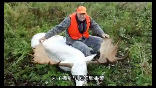 原始猎人最强阵容搭配(热血猎人平民最强阵容)