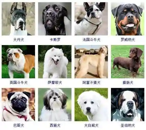 宠物狗的品种及价格图片大全(十大适合家养的狗)插图1