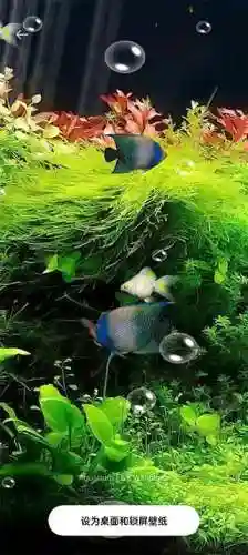 梦幻水族馆动态壁纸(海底水世界3d动态壁纸)