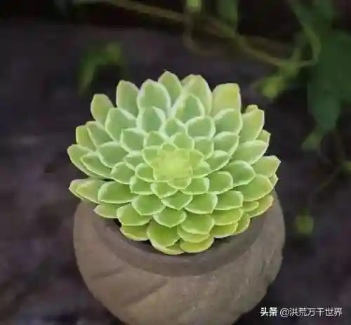 阴阳法师阵容搭配图表(王者模拟战法师阵容)插图27 阴阳法师阵容搭配图表(王者模拟战法师阵容)插图27