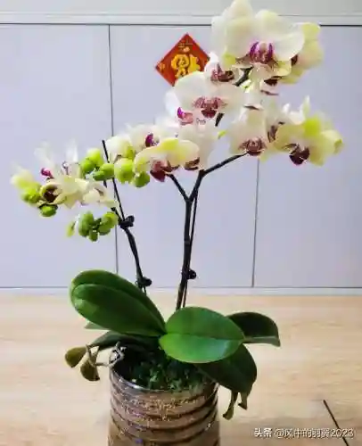 绿熊最强阵容搭配(黑白双熊时期灰熊阵容)插图4