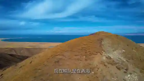 龙牙战术搭配什么阵容(龙牙战术男装旗舰店)
