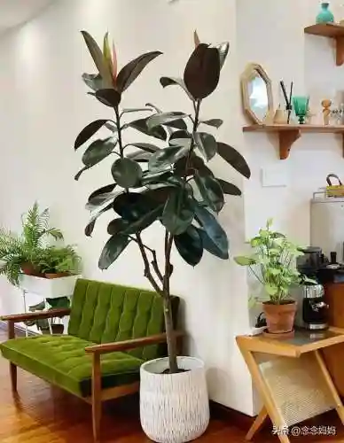 植物大战僵尸叶子阵容搭配(植物僵尸最强阵容)插图7