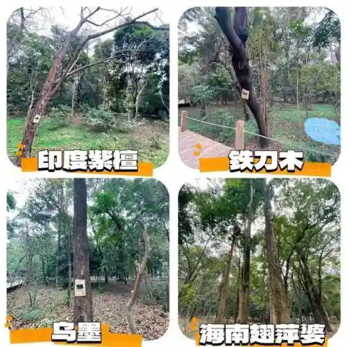 天选森林大树阵容搭配(大树头森林餐厅)插图7