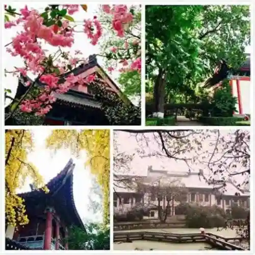 宠物小精灵之青吾(蛇系精灵训练家)