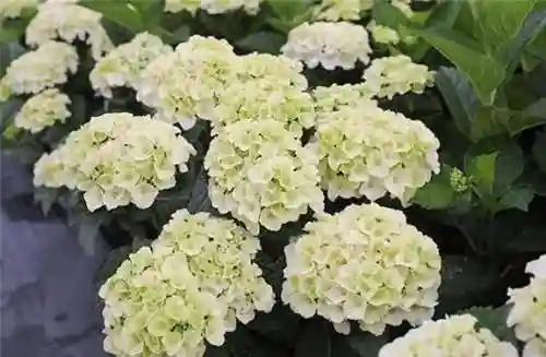 绣球花图片(绣球花多少钱一盆)插图86
