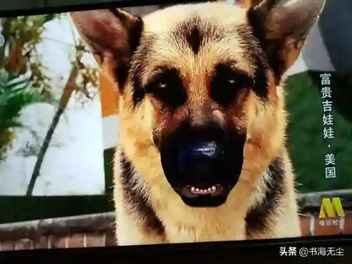 龙妈加狗子阵容搭配(云顶之弈奶妈主c阵容)插图12