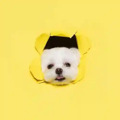 马尔济斯犬(马尔济斯犬适合哪些人饲养)插图2