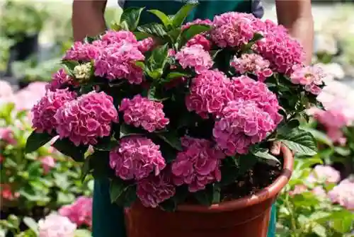 绣球花图片(绣球花多少钱一盆)插图40