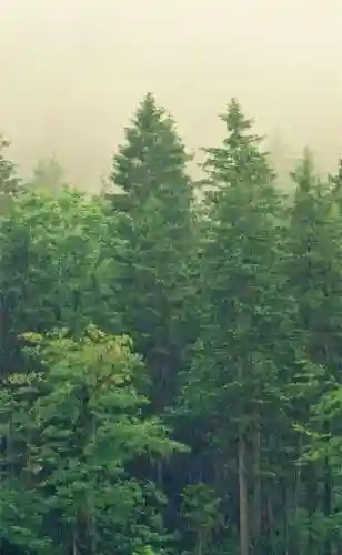 超好看的手机壁纸图片(手机壁纸图片女生专用)插图3 超好看的手机壁纸图片(手机壁纸图片女生专用)插图3