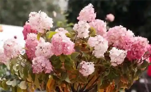 绣球花图片(绣球花多少钱一盆)插图93